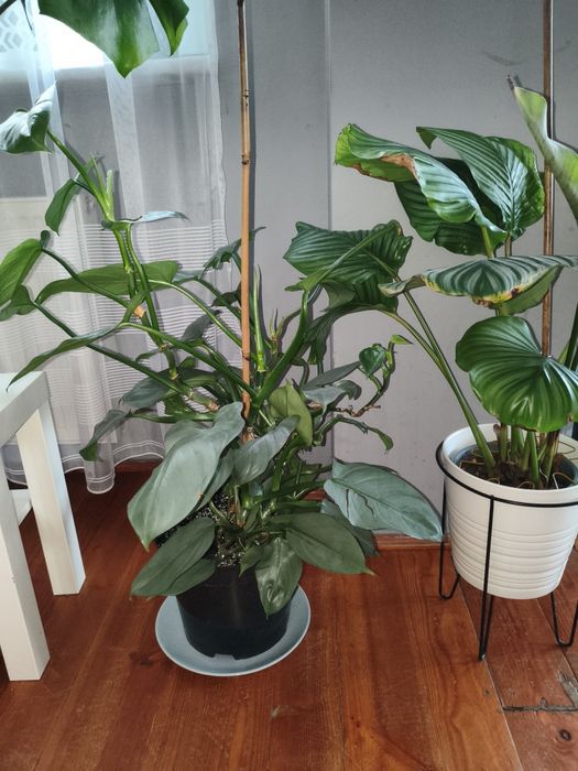 Sprzedam philodendron silver