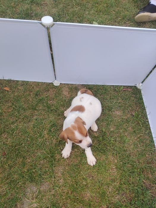 Jack Russell terrier szczenię
