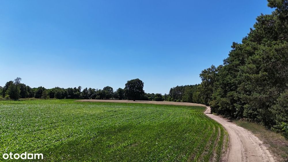 Działka budowlana pod lasem - Zakrzyn Kolonia