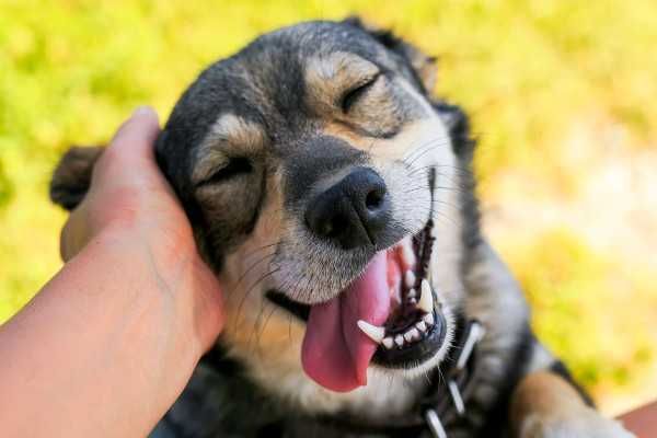 Alojamento familiar para cães