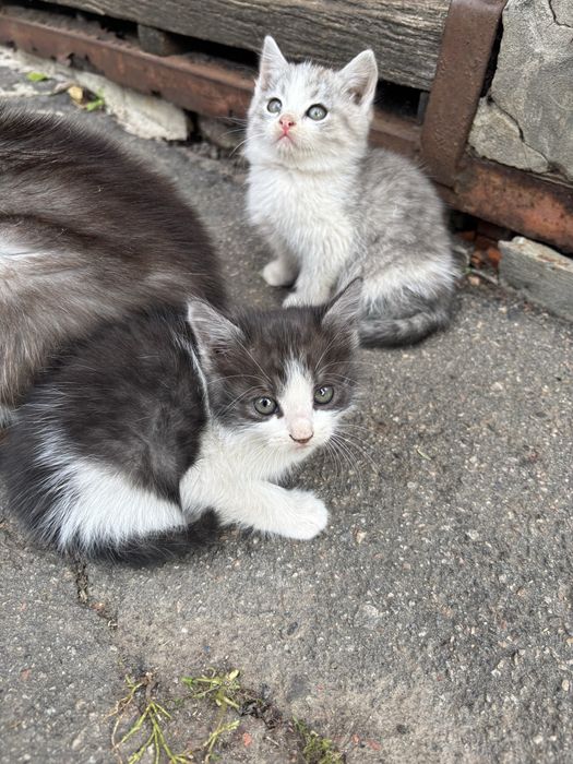 Віддамо котят у добрі руки