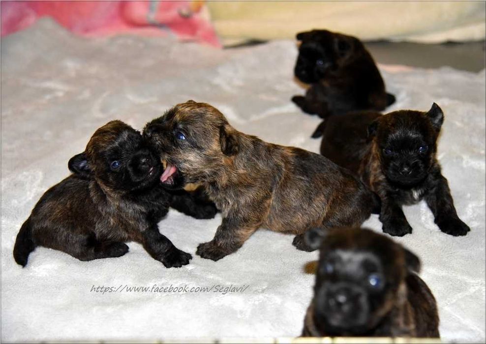Cairn Terrier - rodowodowy (ZKwP/FCI) piesek