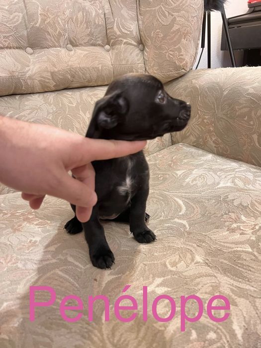 6 Bebés para Adoção Responsável