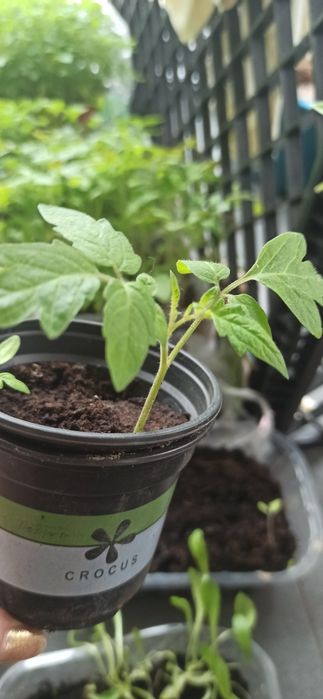 Sadzonka pomidora