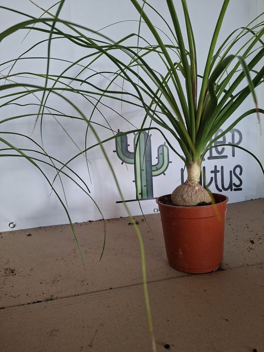 Nolina, Beaucarnea recurvata, Stopa słonia WYSYŁKA
