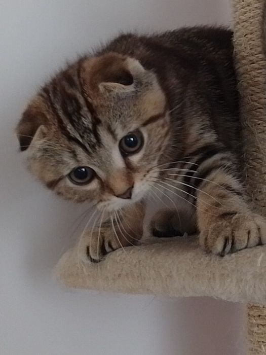 Шотландське висловухе кошеня скотіш-фолд мармурове. Київ