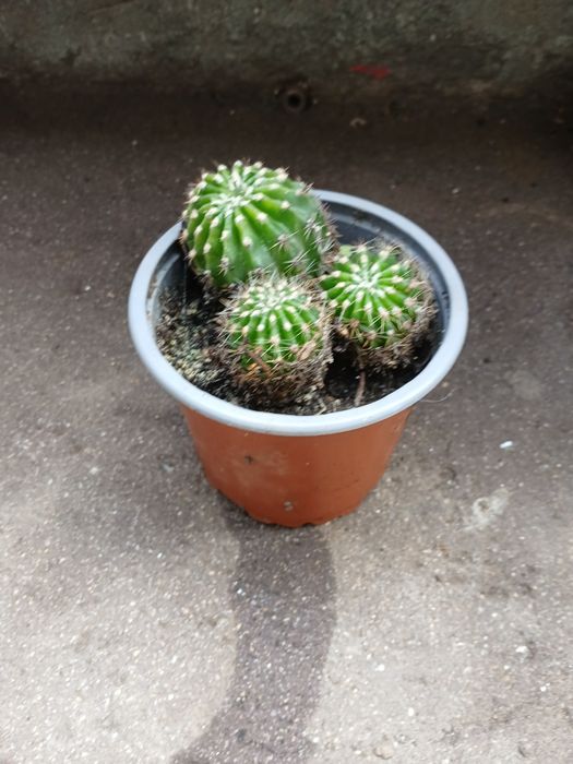 Três Cactus verdes
