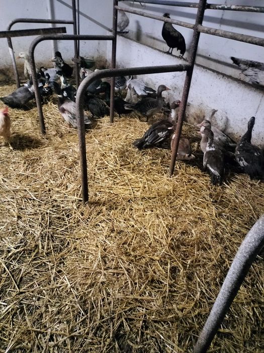 Kaczki kaczory piżmowe francuskie  młode