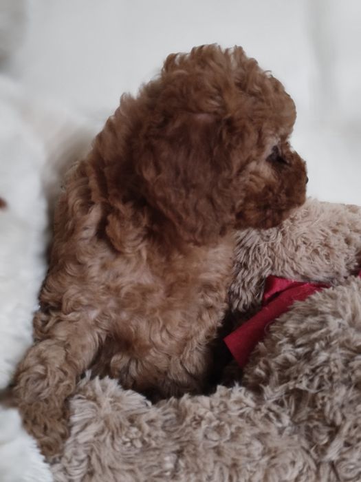 Пулель той мини пудель