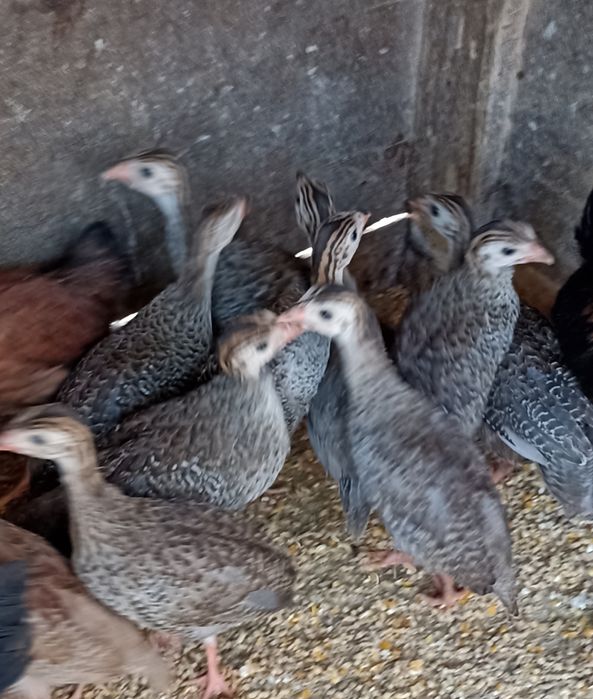 Fracas , Galinha Angola, Pintadas, pintos de 1 mês