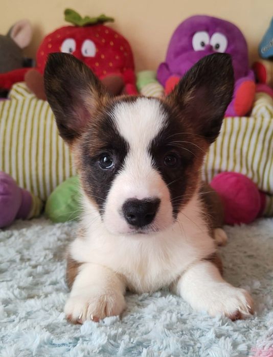 Welsh Corgi Cardigan Wyjatkowa suczka