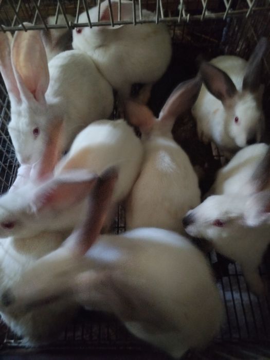 Coelhos caseiros