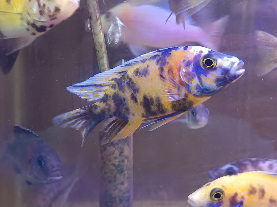 Tenho para venda aulonocaras