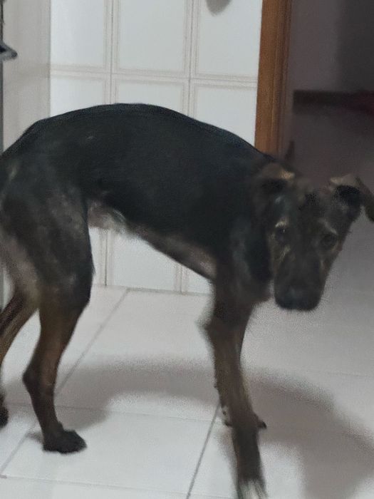 Cão para a adopção