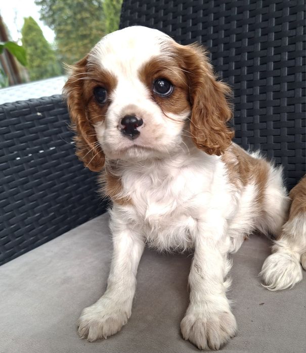 Cavalier King Charles spaniel