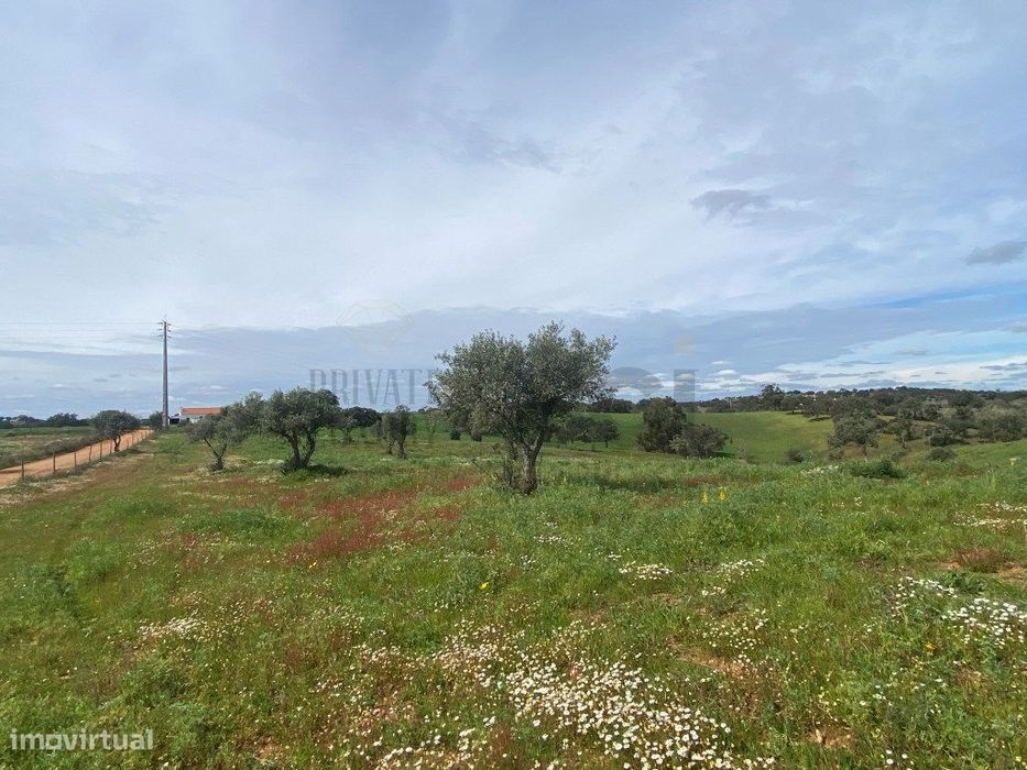 Terreno Rustico com Olival em Vila Nova de São Bento - Serpa