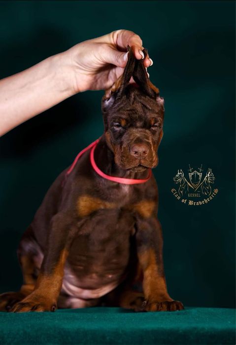 Топ доберман. Топ цуценята