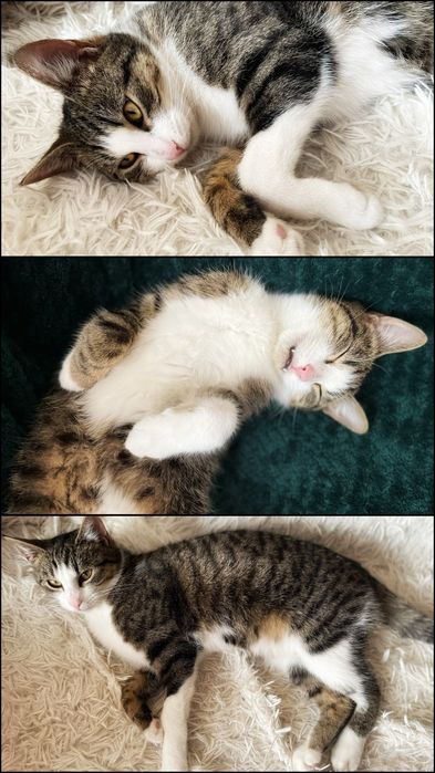 Postrzelony z wiatrówki Maniuś szuka dobrego domu