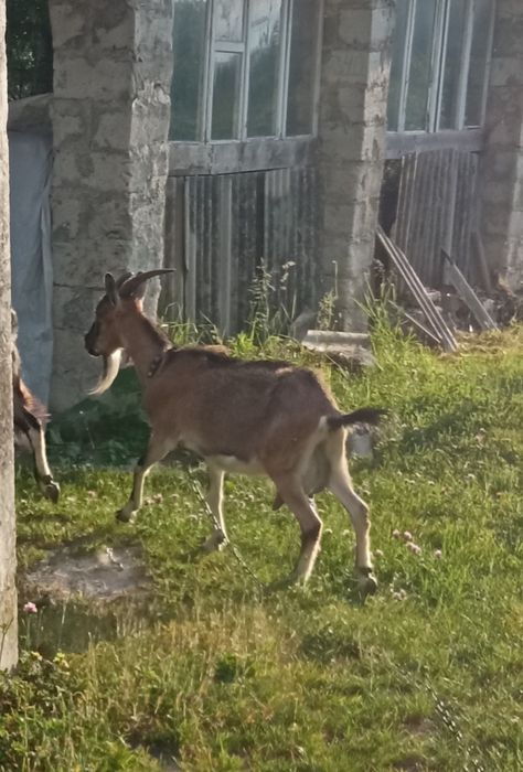 Коза молода, , Козел,