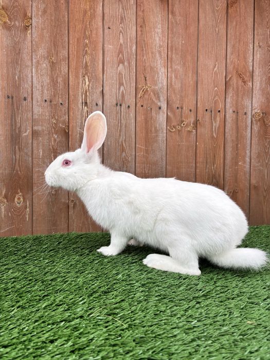 Termondzki biały TB SAMICA