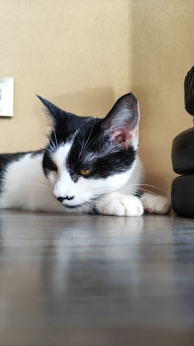 Кошеня, кішка 7 міс