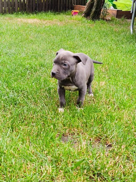 American Staffordshire Terrier Milicz • OLX.pl