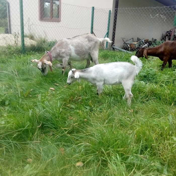 Kózka mix anglonubijska