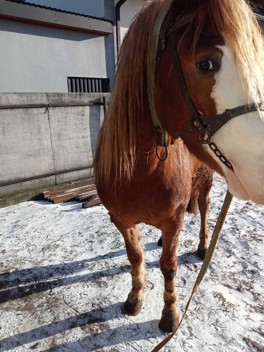 Продам коня 3 роки