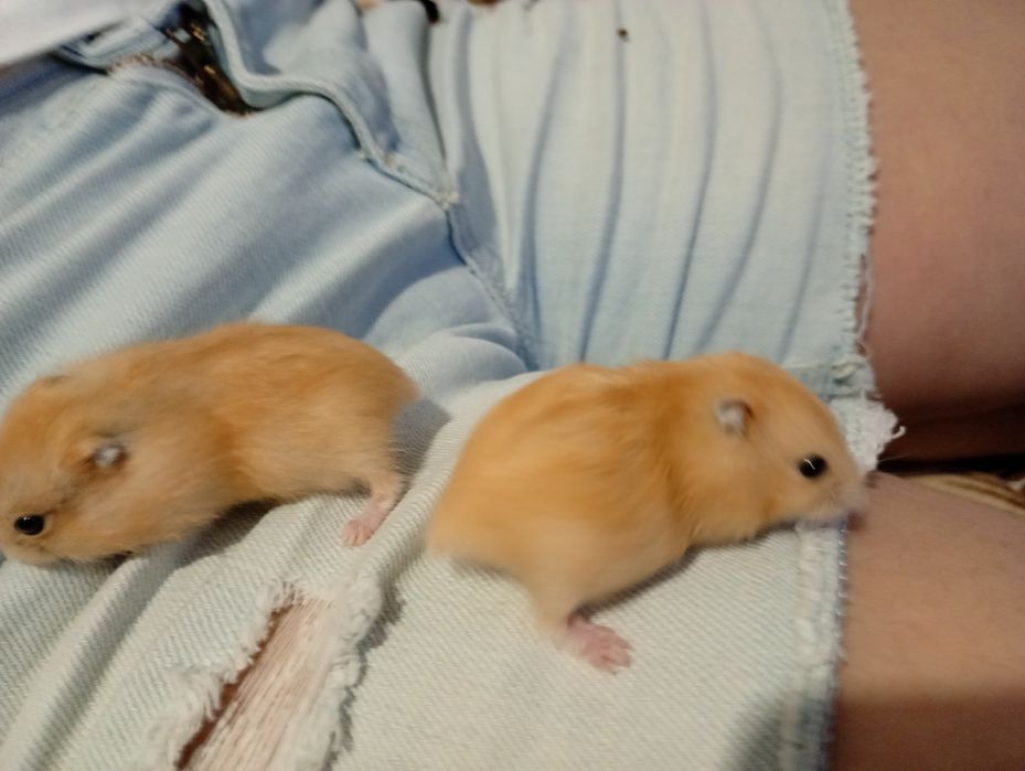 Хом'ячки джунгарики по 100 грн.