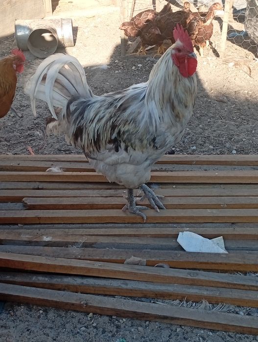 Família de australorp splash
