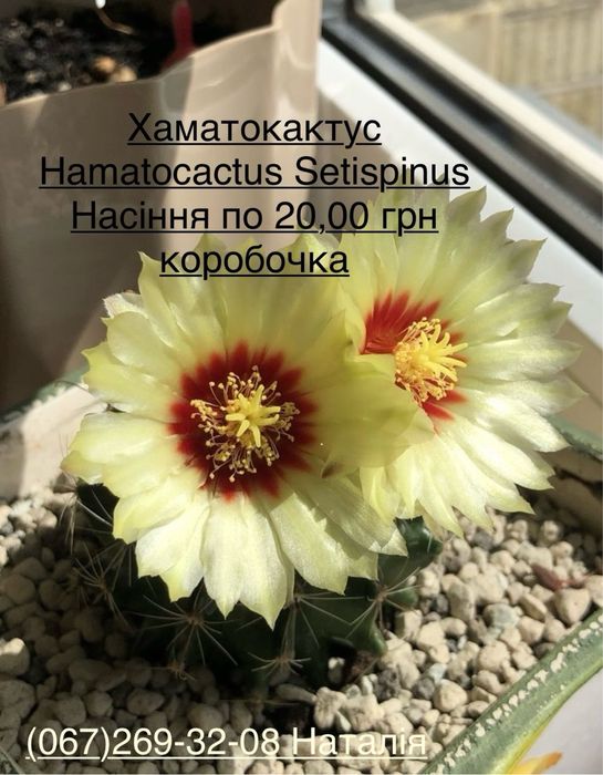 Кактус. Кактуси. Насіння кактусів.