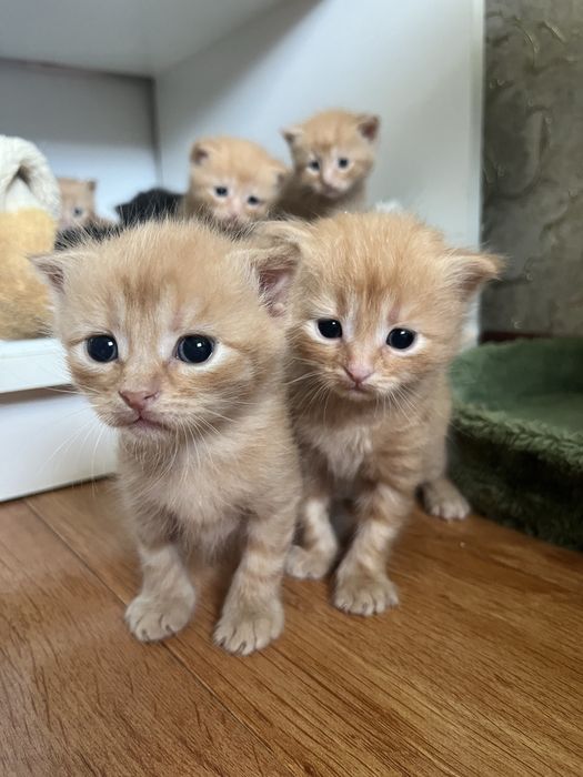 котята шотланці веслоухи