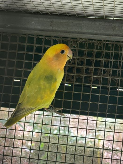 Agapornis pronto a criar