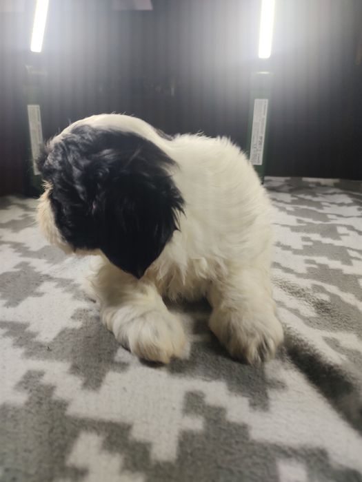 Shih tzu Tri-color  chłopczyk.