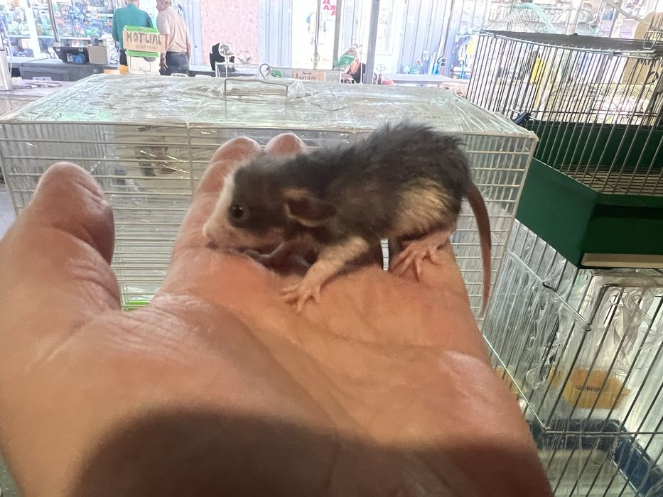 Мелкие крысята ДАМБО (от 3 недель)