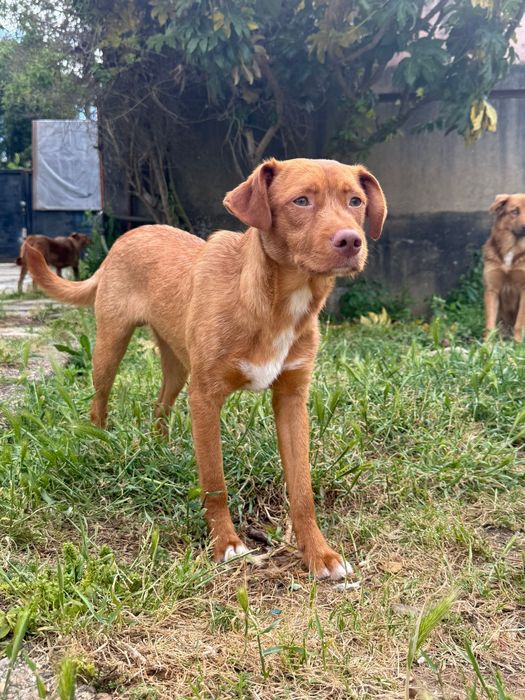 Cão de 6 meses para adoção