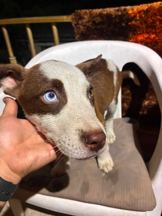 Cães para oferecer
