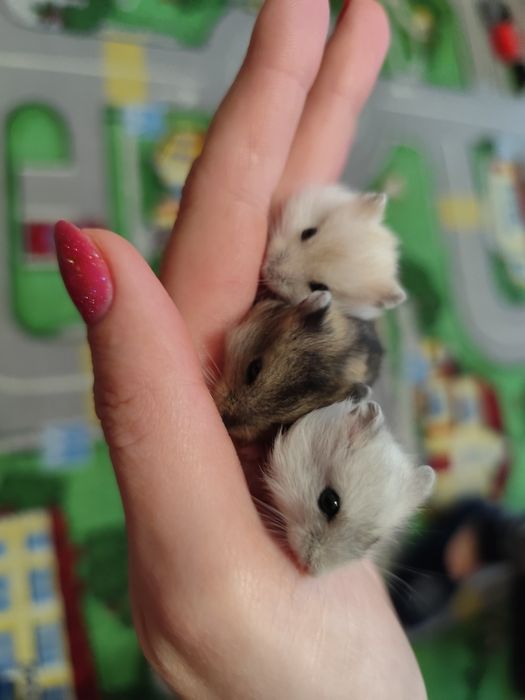 Джунгарские хомячки 1 месяц