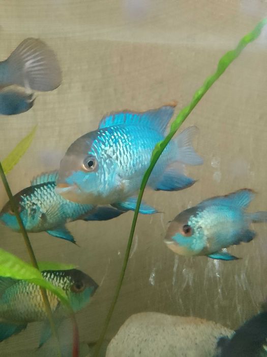 НанакараБлюНеонЭлектрик.Взрослая-молодая рыба.