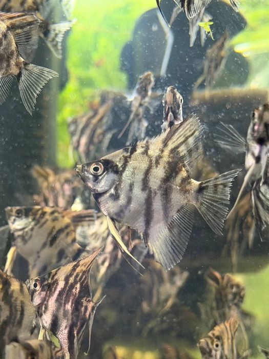 Продаю рыбок Скалярии