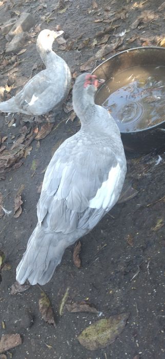 Лавандові індокачки, інкубаційні яйця