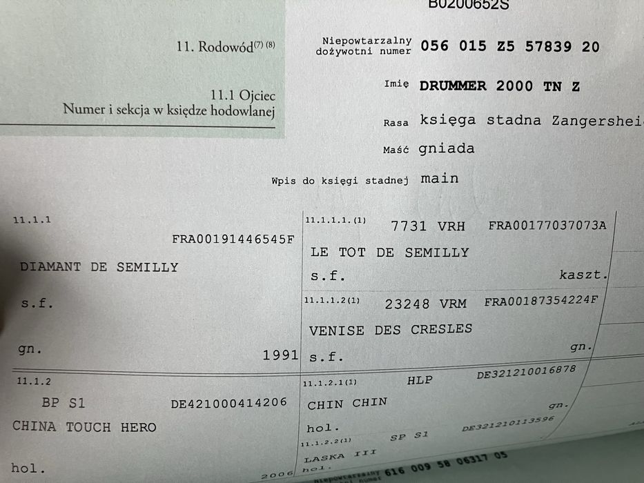 Sprzedam klacz 2 latke