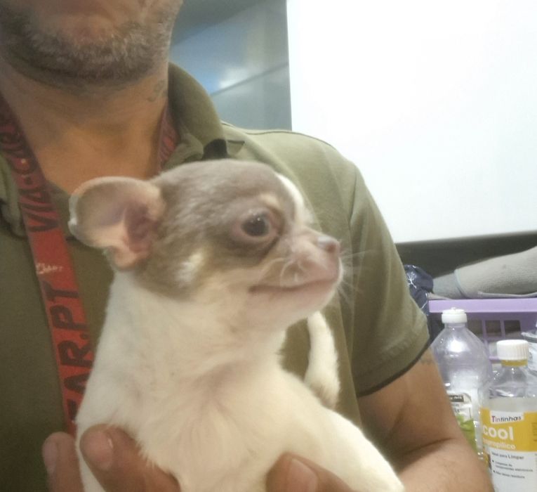 Lindomenino chihuahua
