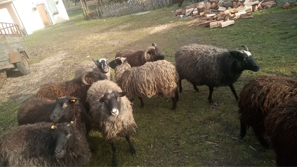 Owce jagnięta baranki Wrzosówka