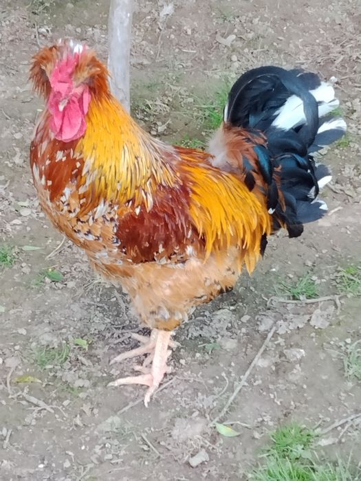 Sprzedam koguty,kury