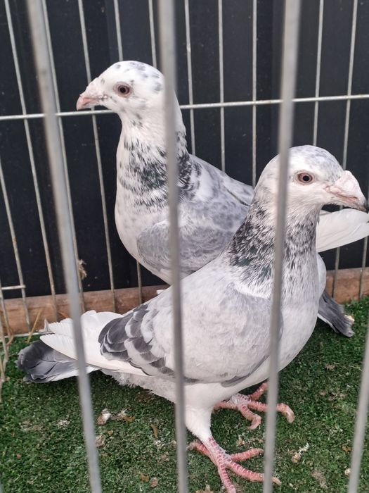 Gołębie staropolskie para