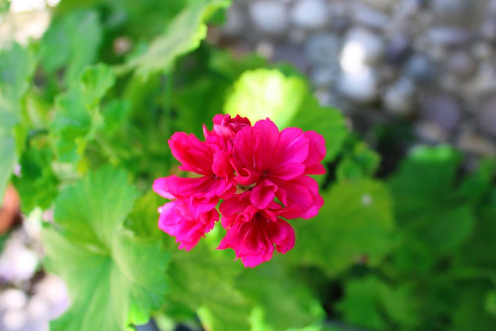 Gerânio (Malva-de-cheiro)