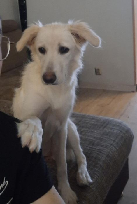 Oddam psa ośmio miesięcznego