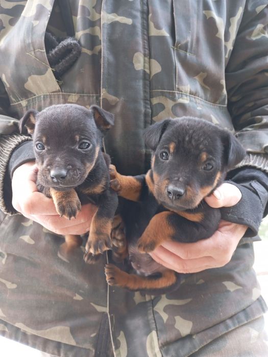 Продам щенков, породы немецкий ягдтерьер, возраст 1,5 месяца