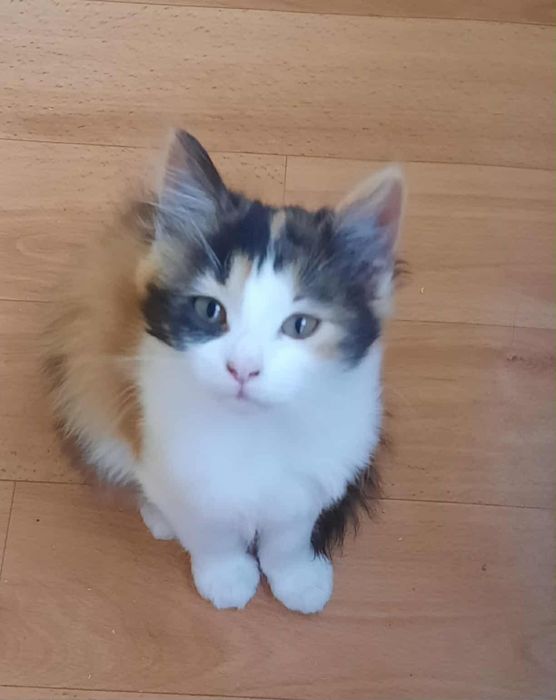 Гарні кошенята для вас і для родини.